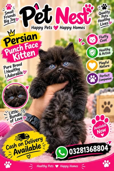 cash on delivery available Persian punch face cat kitten