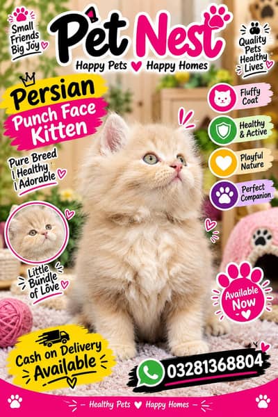 cash on delivery available Persian punch face cat kitten