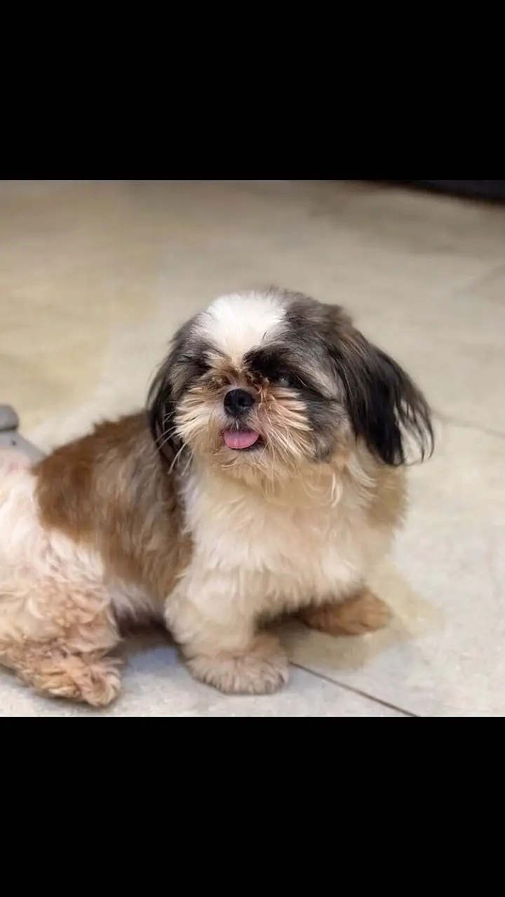Shihtzu Show class breeder female