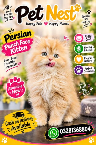 cash on delivery available Persian punch face cat kitten