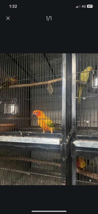 ringneck sunconore raw parrot