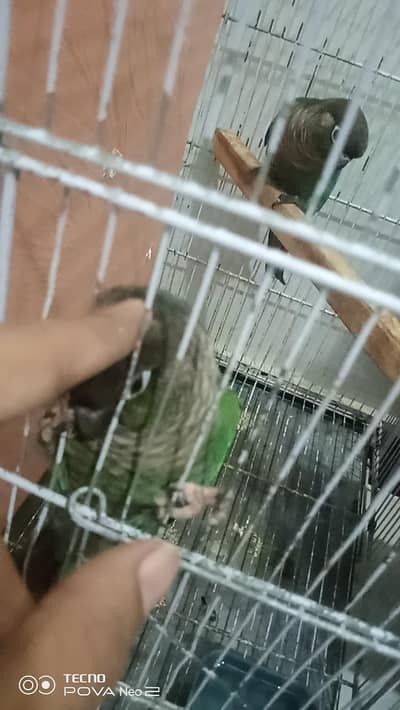 blue turquoise ghr ka breeder pair ha captive ha bite nhi krta 45k