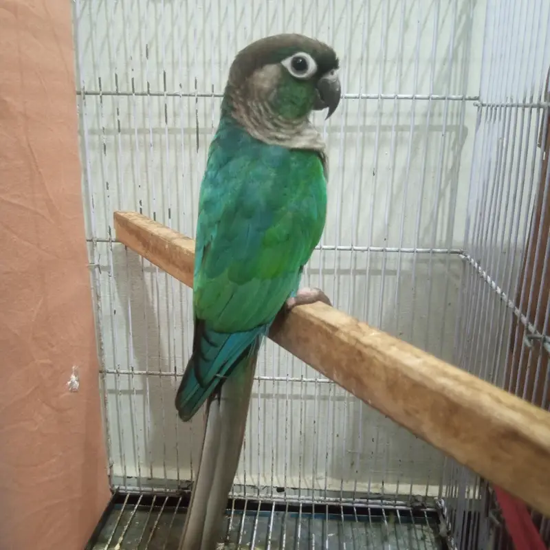 blue turquoise ghr ka breeder pair ha captive ha bite nhi krta 45k — photo 2