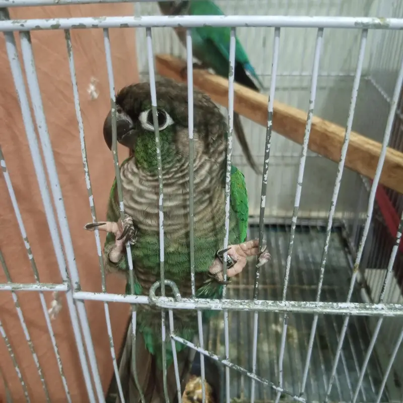 blue turquoise ghr ka breeder pair ha captive ha bite nhi krta 45k — photo 3