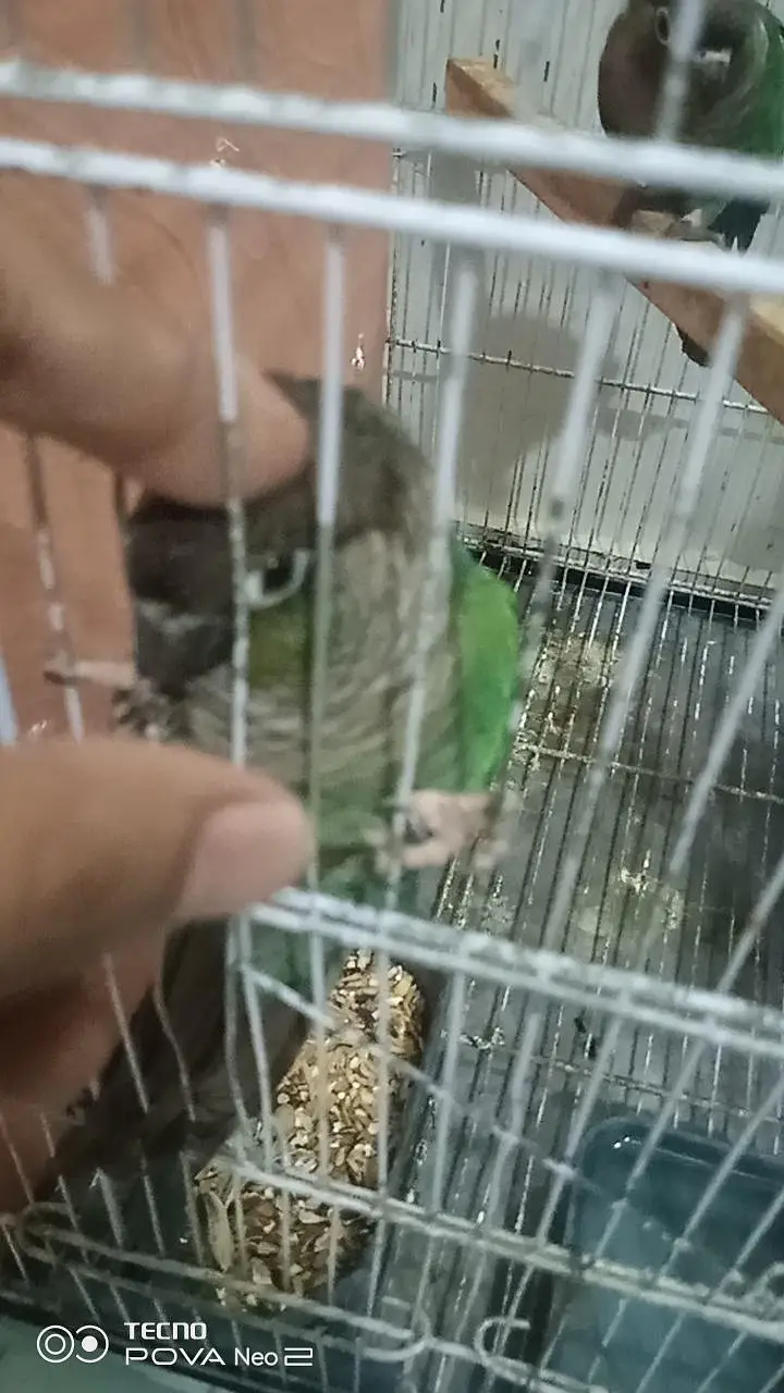 blue turquoise ghr ka breeder pair ha captive ha bite nhi krta 45k — photo 4