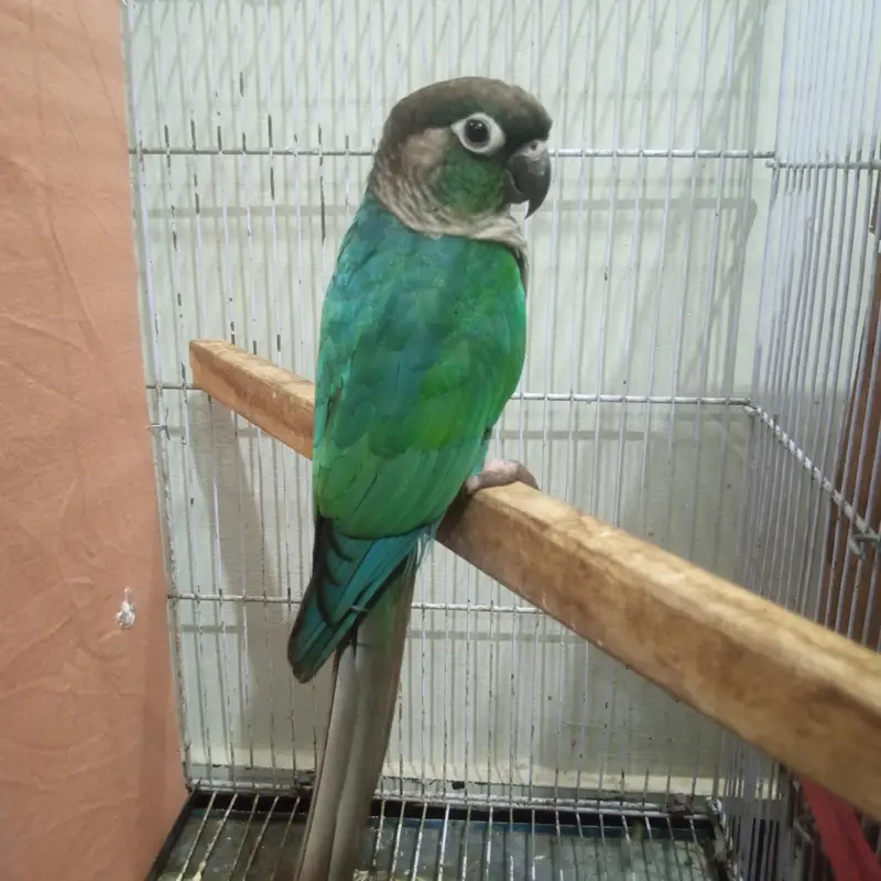 blue turquoise ghr ka breeder pair ha captive ha bite nhi krta 45k — photo 5