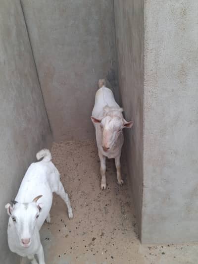 Breedar tedda available for sale