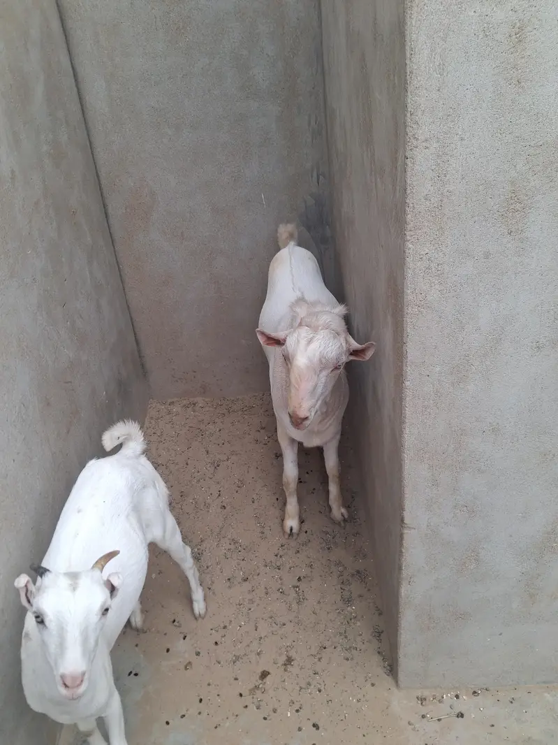 Breedar tedda available for sale