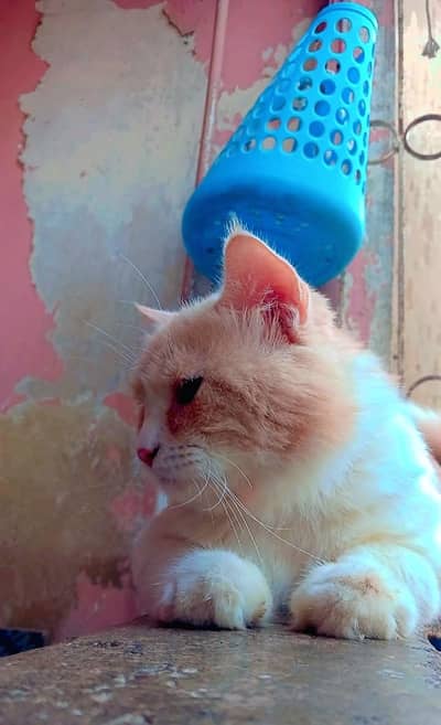 Persian breeder male big size