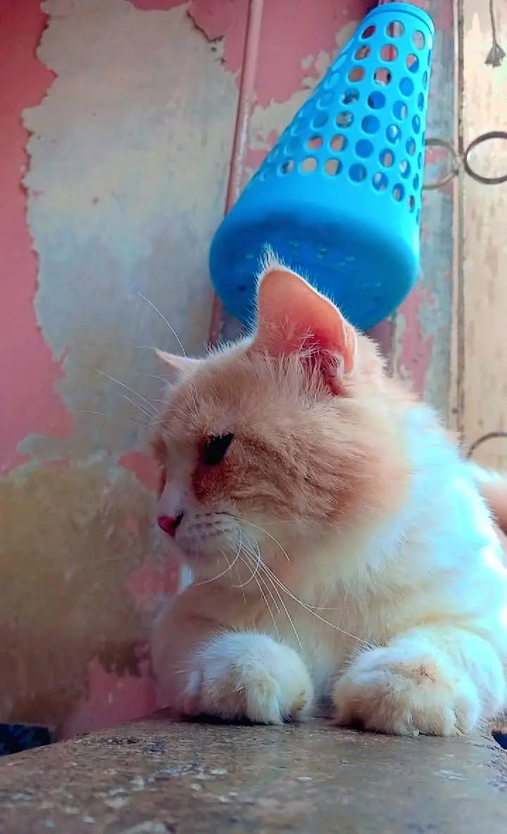 Persian breeder male big size