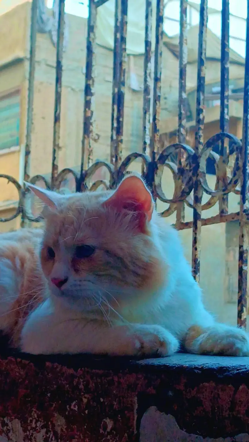 Persian breeder male big size — photo 4