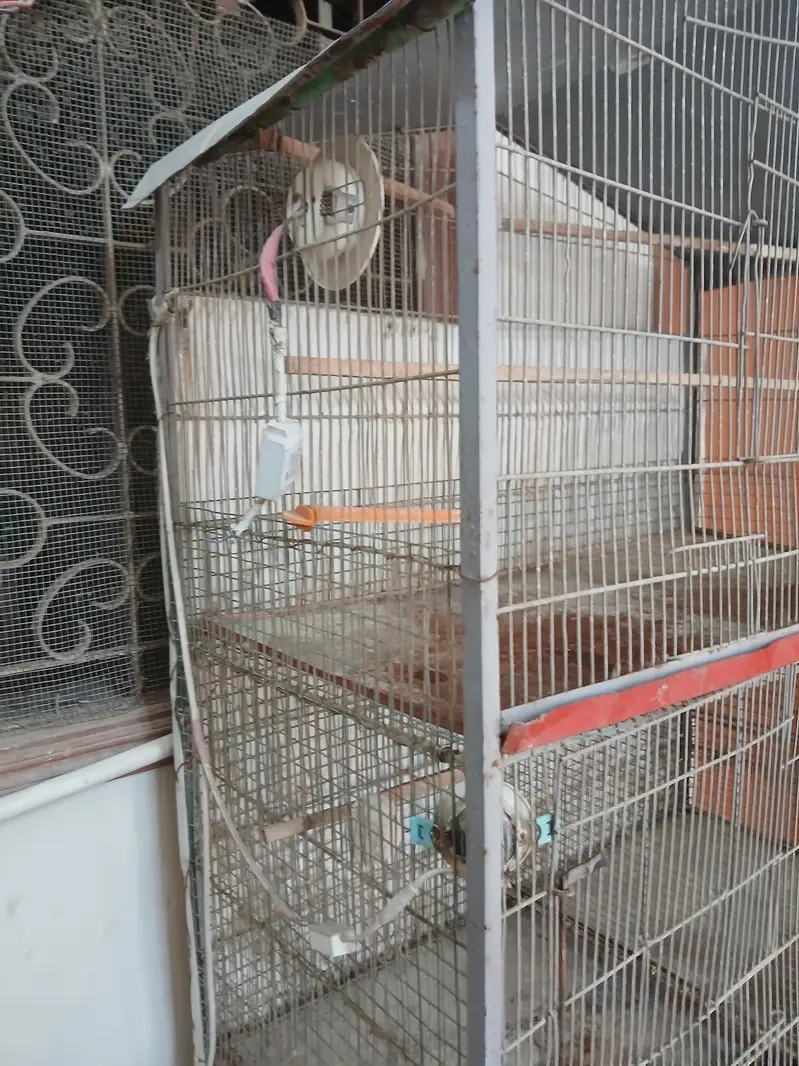 7 portion cage — photo 3