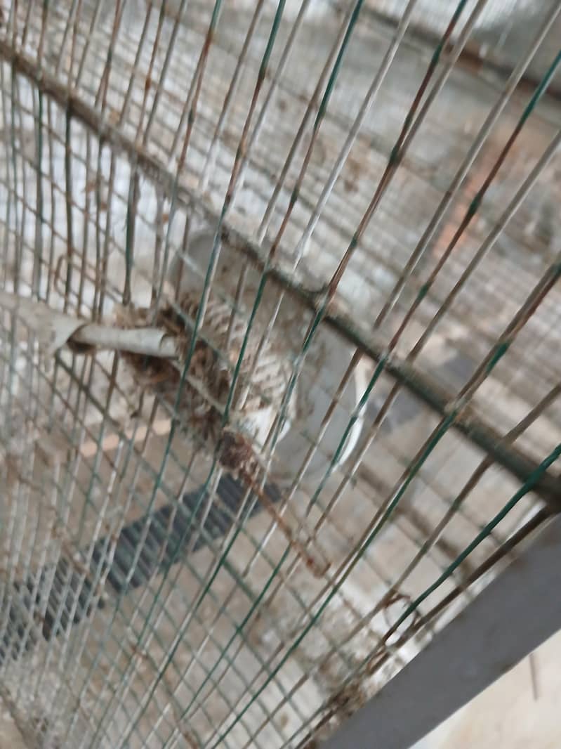 7 portion cage 5