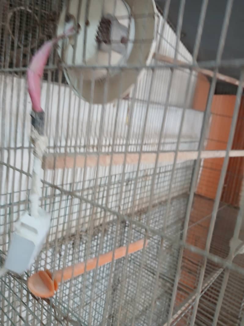 7 portion cage 6