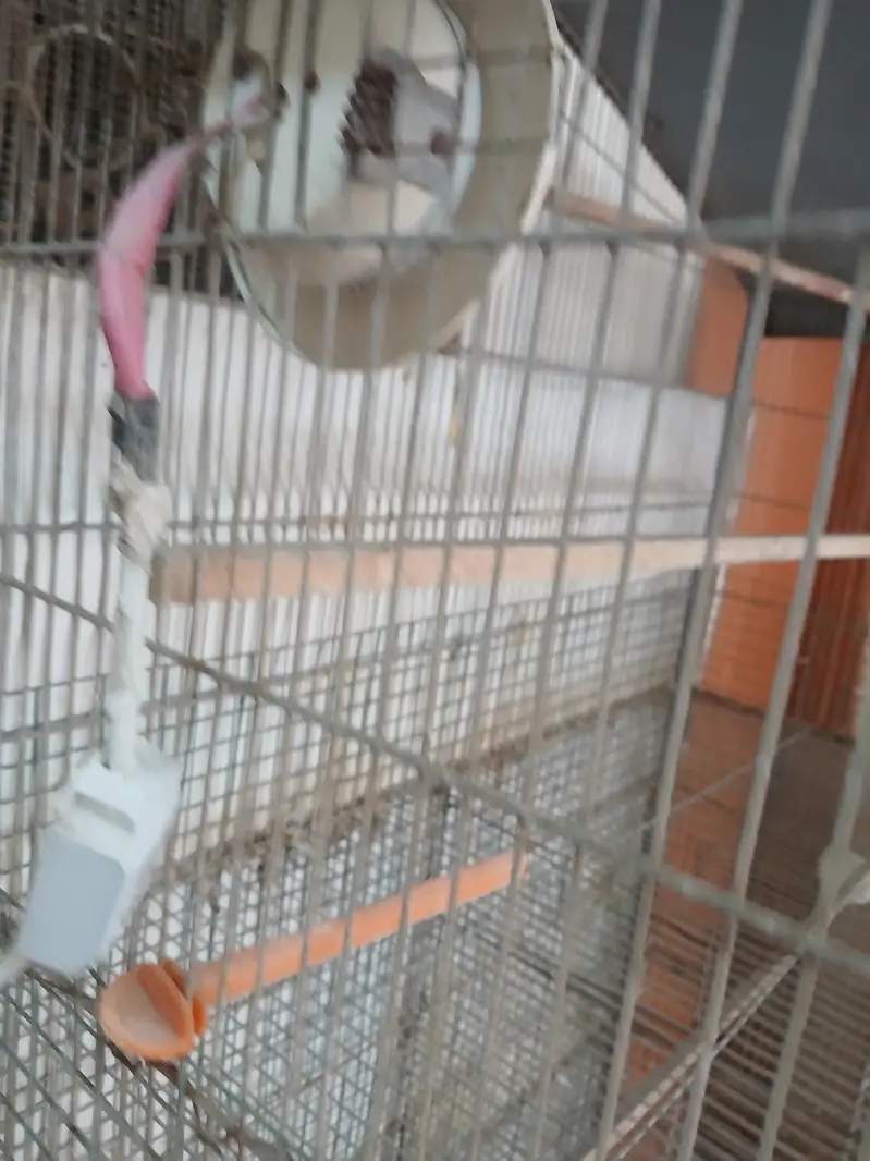 7 portion cage — photo 7