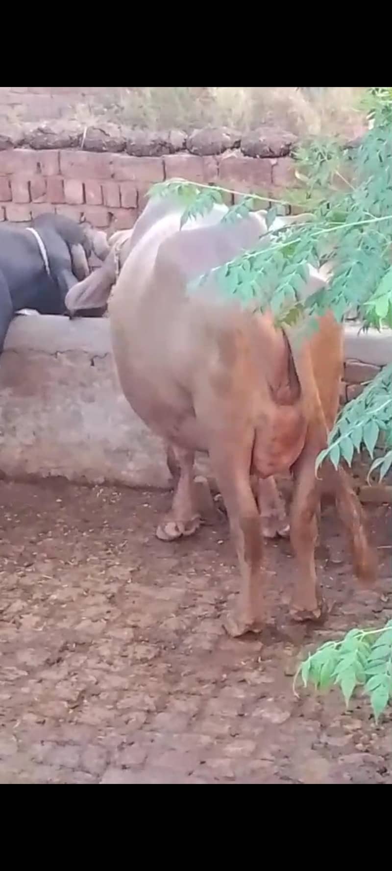 پہلا وارا جھوٹی بوری 6 دانت 1