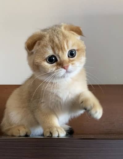 Pure Scottish Fold Kittens | Premium Quality