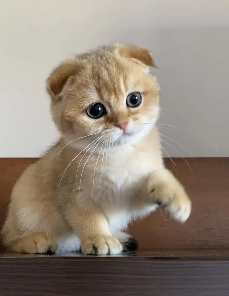 Pure Scottish Fold Kittens | Premium Quality