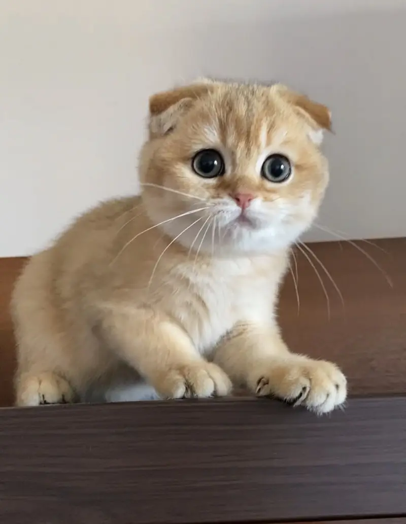 Pure Scottish Fold Kittens | Premium Quality — photo 2