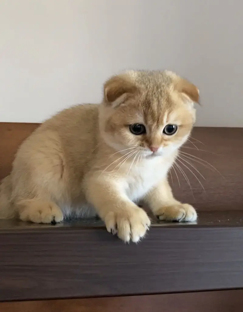 Pure Scottish Fold Kittens | Premium Quality — photo 3
