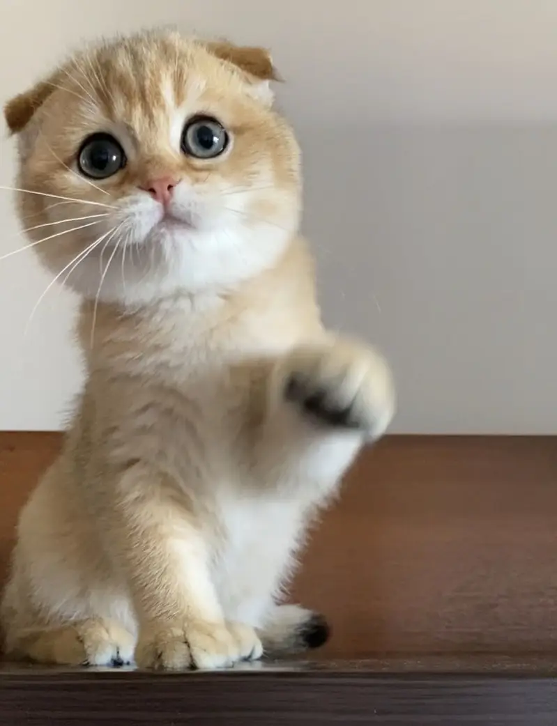 Pure Scottish Fold Kittens | Premium Quality — photo 4