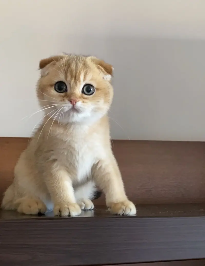 Pure Scottish Fold Kittens | Premium Quality — photo 5