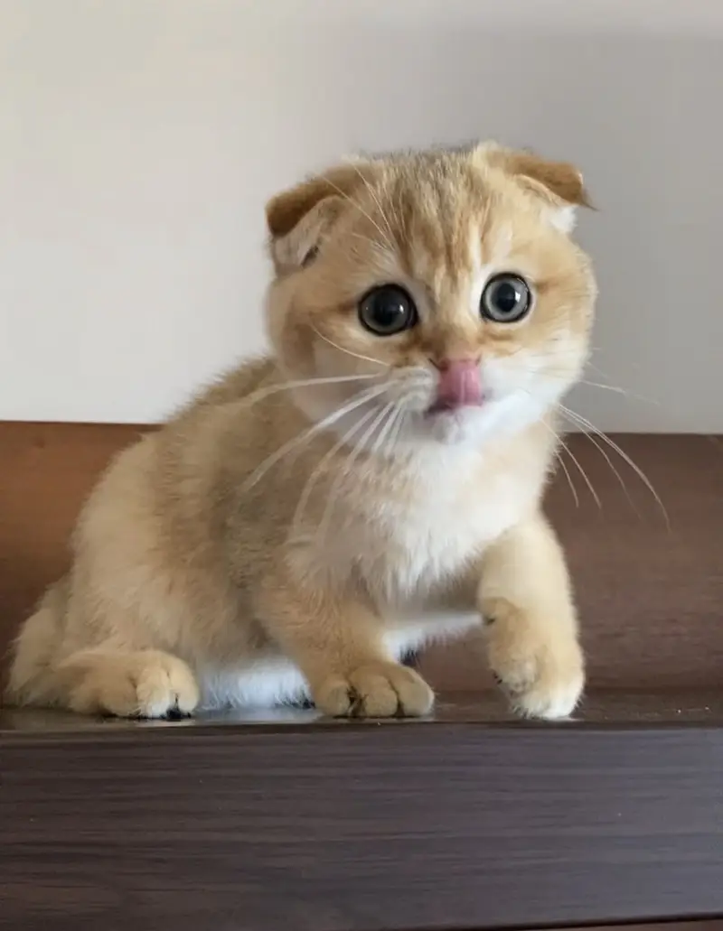 Pure Scottish Fold Kittens | Premium Quality — photo 6