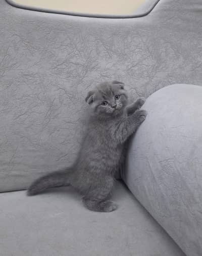Scottish Fold Imported | Premium Quality