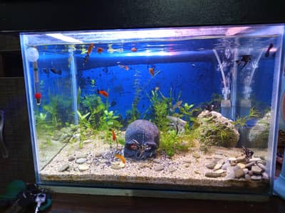 Planted Aquarium For Sale