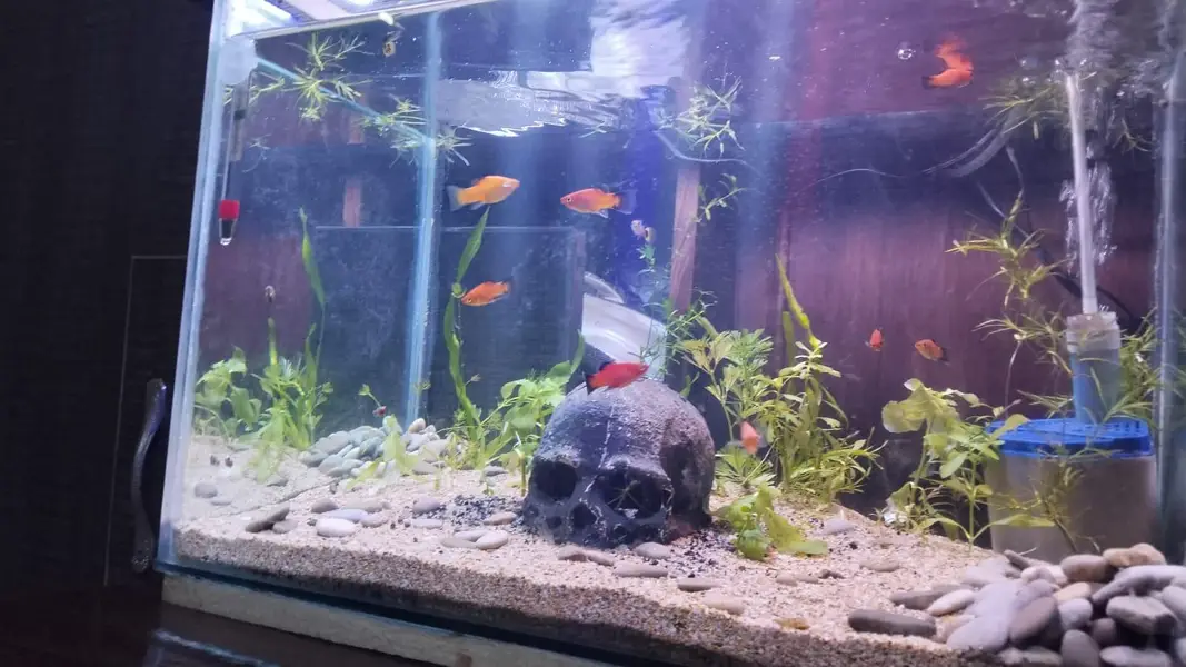 Planted Aquarium For Sale — photo 2