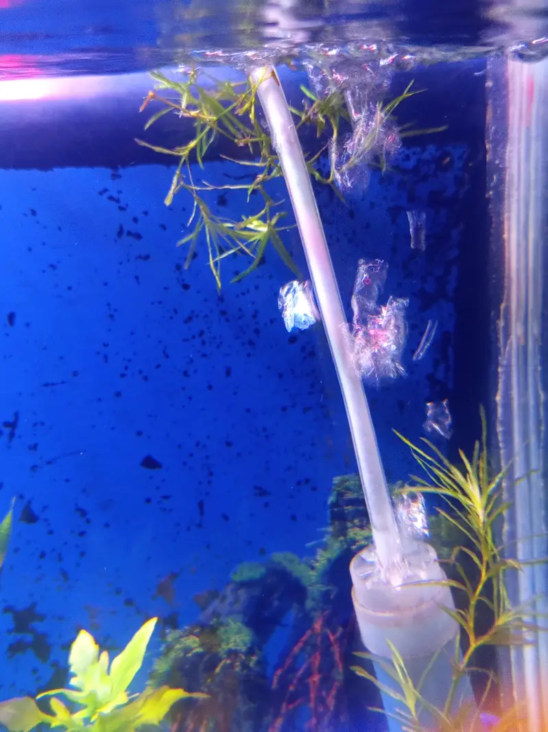 Planted Aquarium For Sale — photo 3