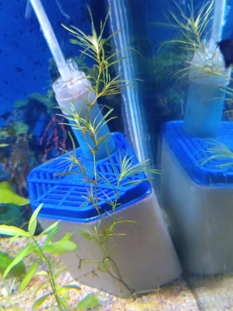 Planted Aquarium For Sale — photo 4