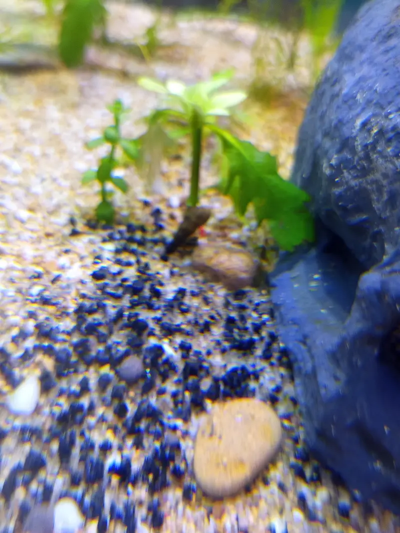 Planted Aquarium For Sale — photo 5