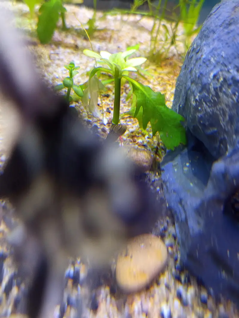 Planted Aquarium For Sale — photo 6