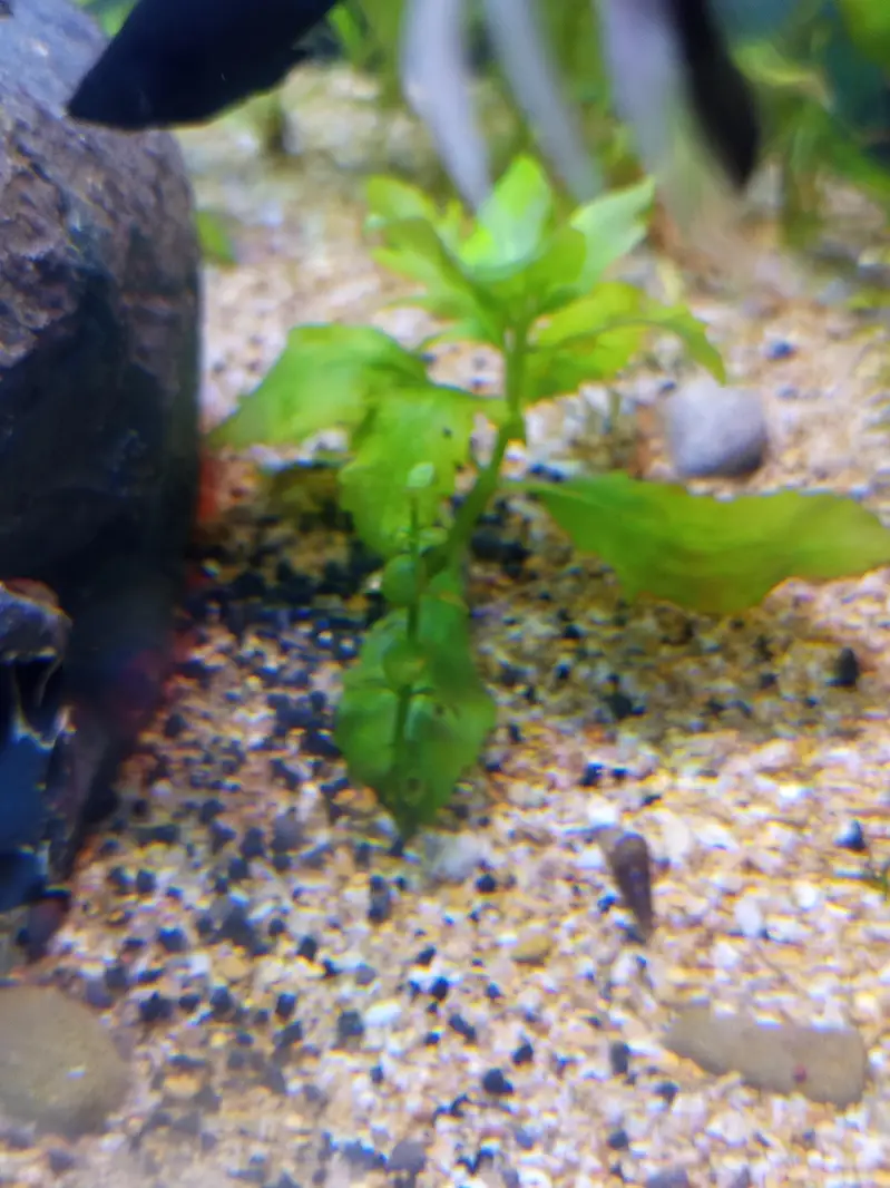 Planted Aquarium For Sale — photo 7
