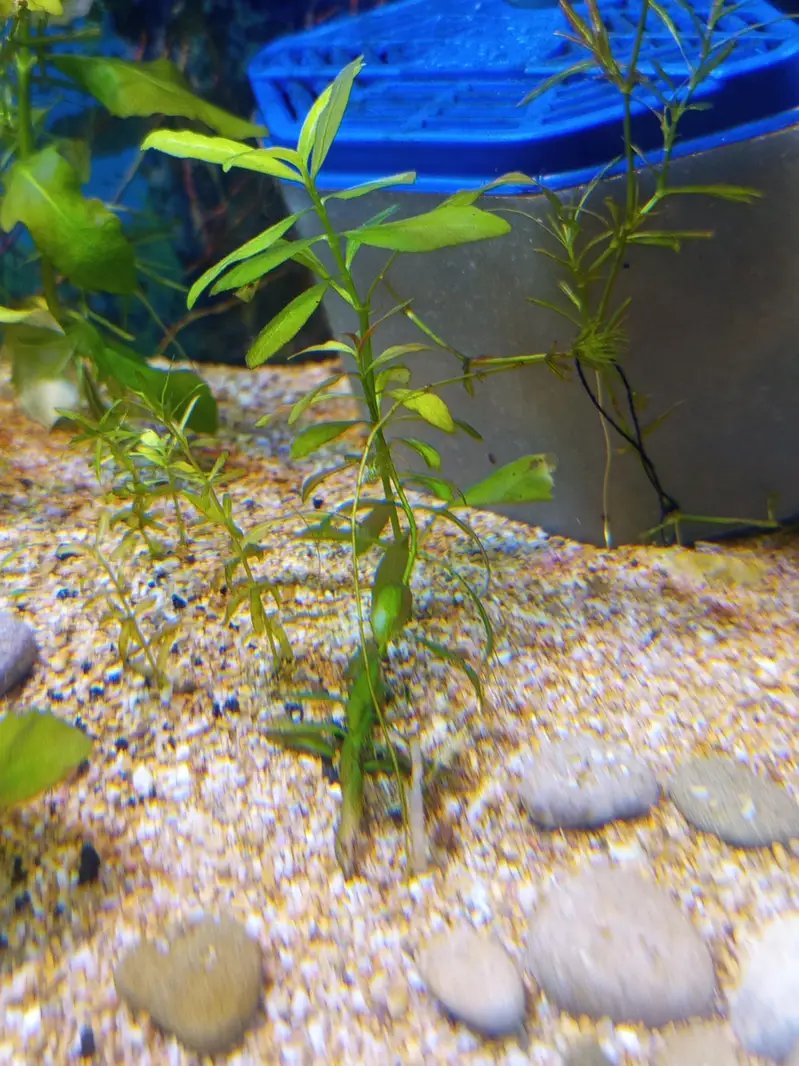 Planted Aquarium For Sale — photo 8