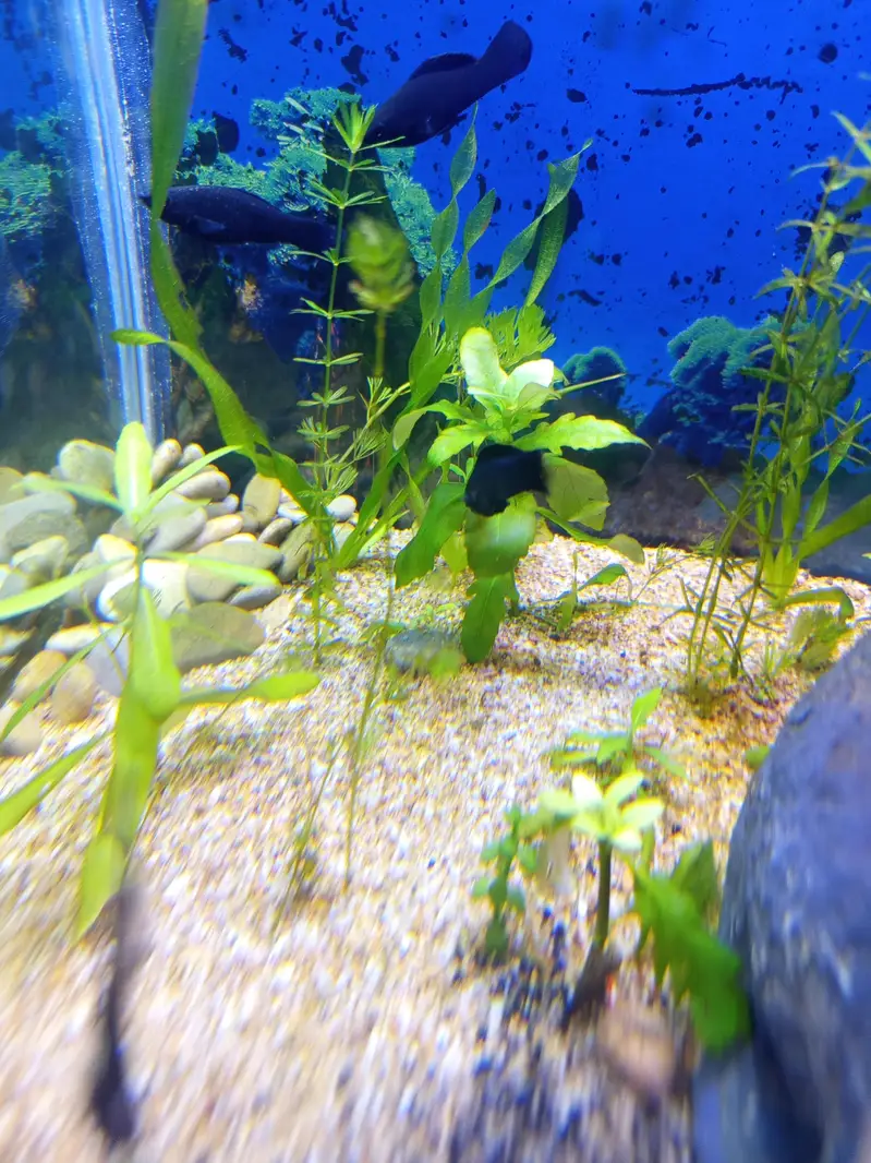 Planted Aquarium For Sale — photo 9