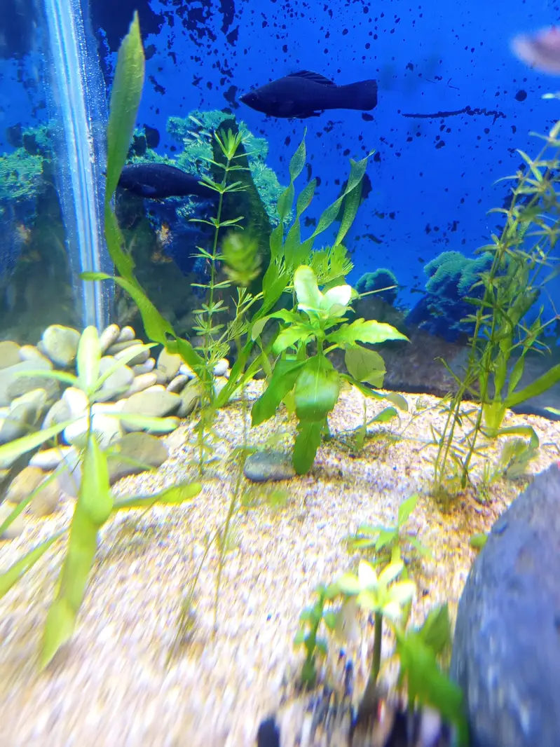 Planted Aquarium For Sale — photo 10