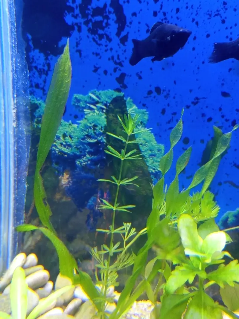 Planted Aquarium For Sale — photo 11