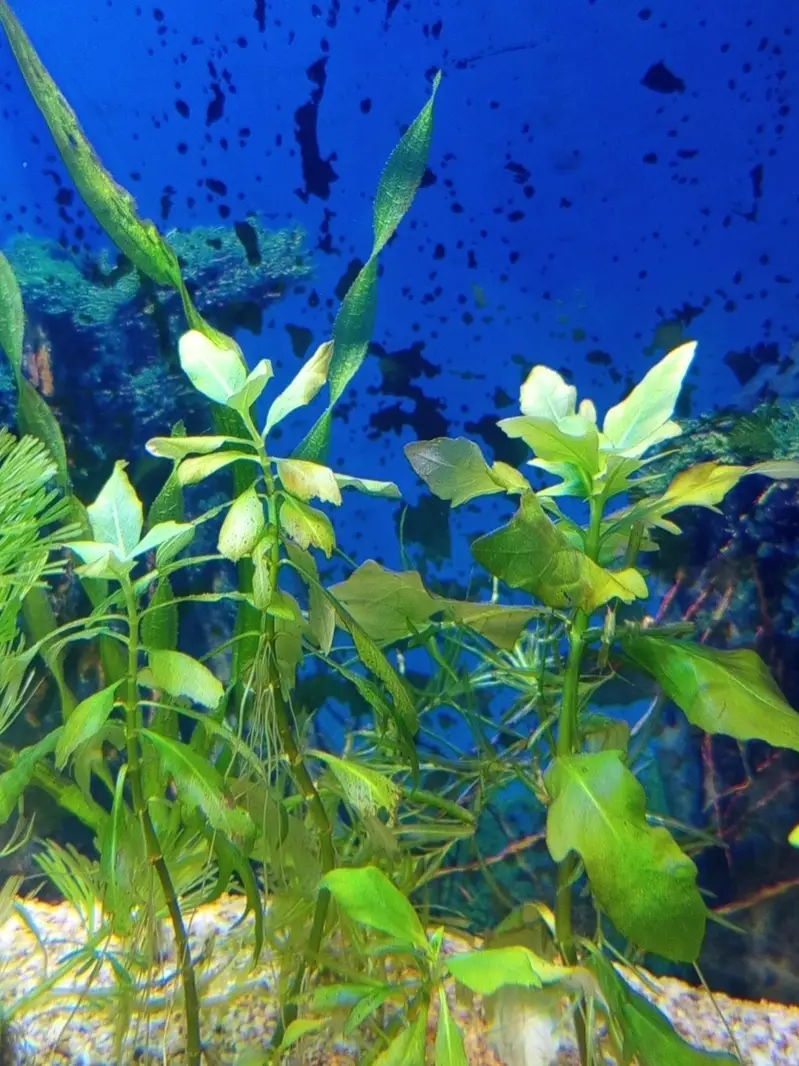 Planted Aquarium For Sale — photo 12