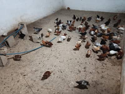 hens murgai for sale