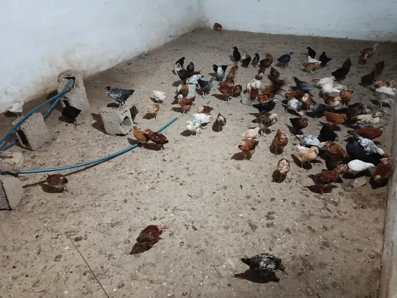 hens murgai for sale