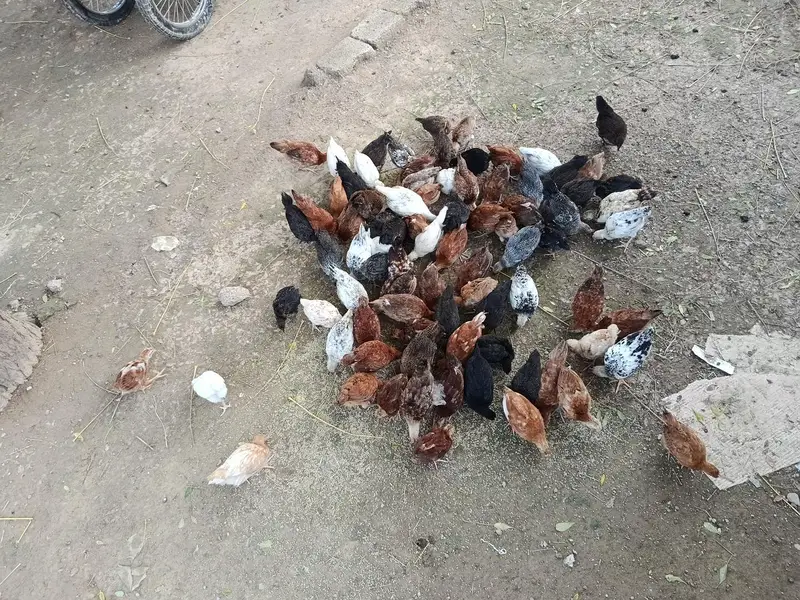 hens murgai for sale — photo 2