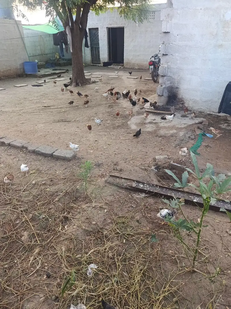 hens murgai for sale — photo 3