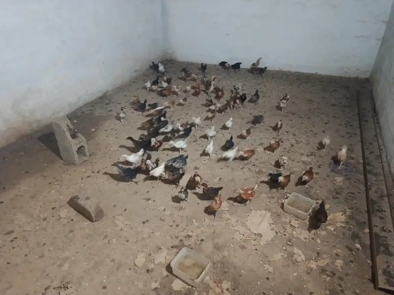 hens murgai for sale — photo 4