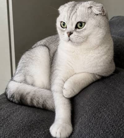 SCOTTISH FOLD EXCLUSIVE IMPORTED KITTENS