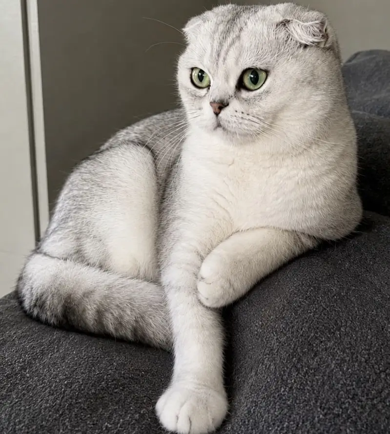SCOTTISH FOLD EXCLUSIVE IMPORTED KITTENS