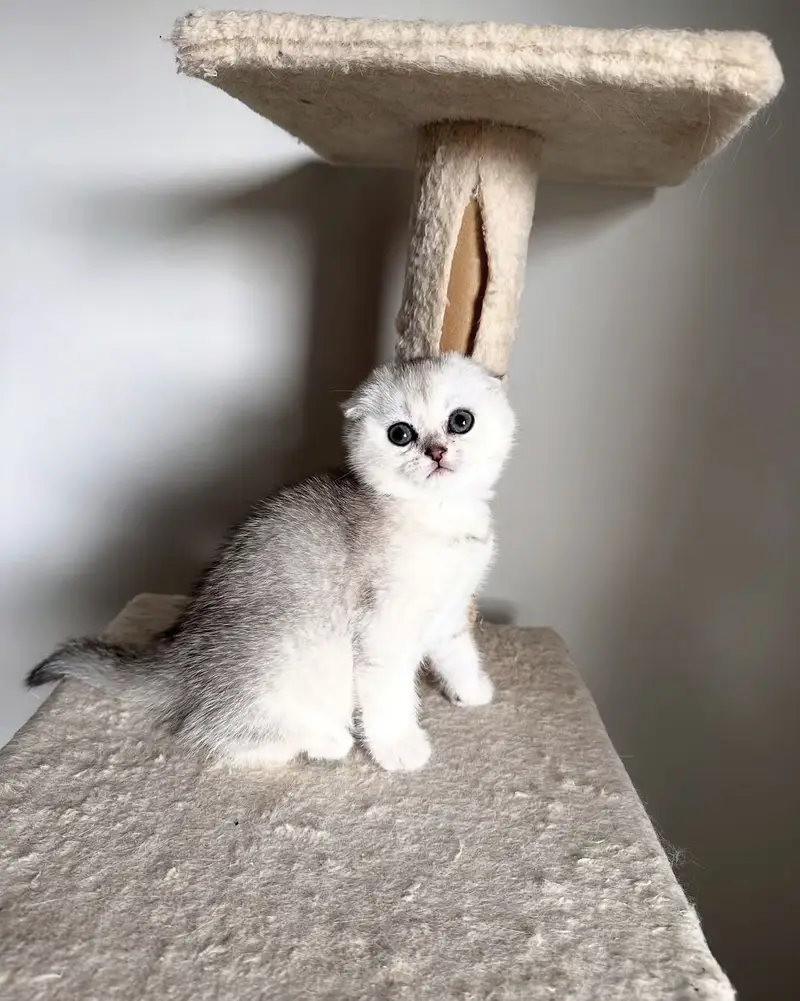 SCOTTISH FOLD EXCLUSIVE IMPORTED KITTENS — photo 2