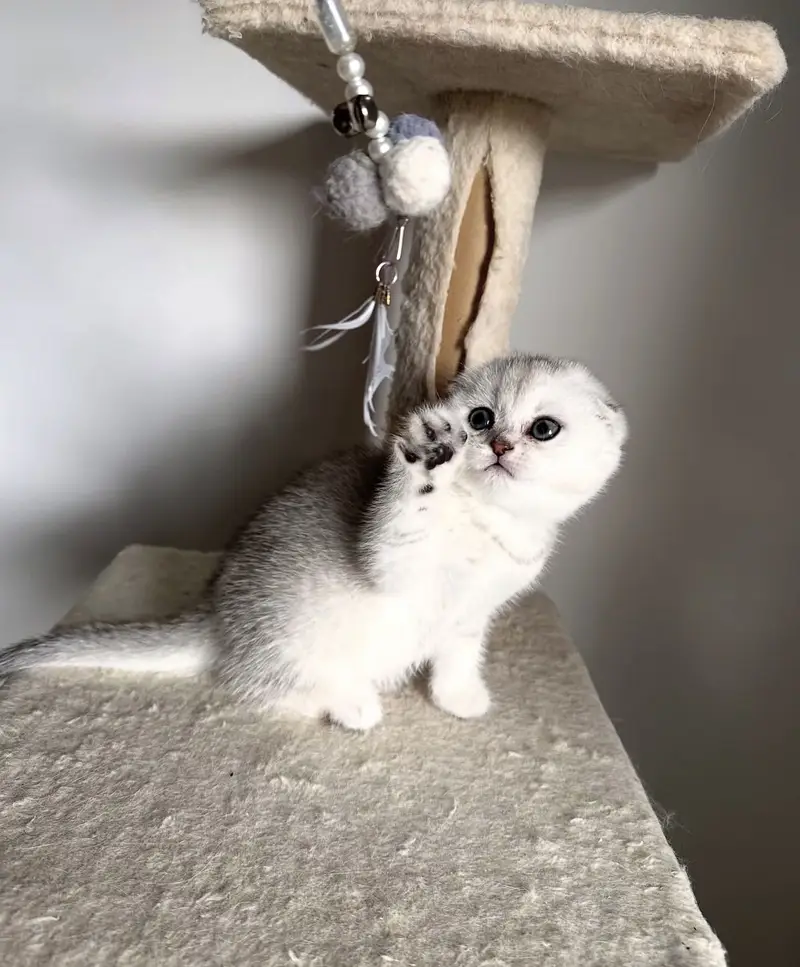 SCOTTISH FOLD EXCLUSIVE IMPORTED KITTENS — photo 3