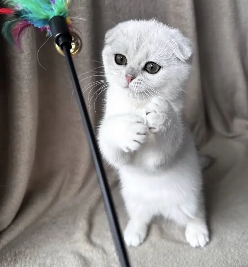 SCOTTISH FOLD EXCLUSIVE IMPORTED KITTENS — photo 4